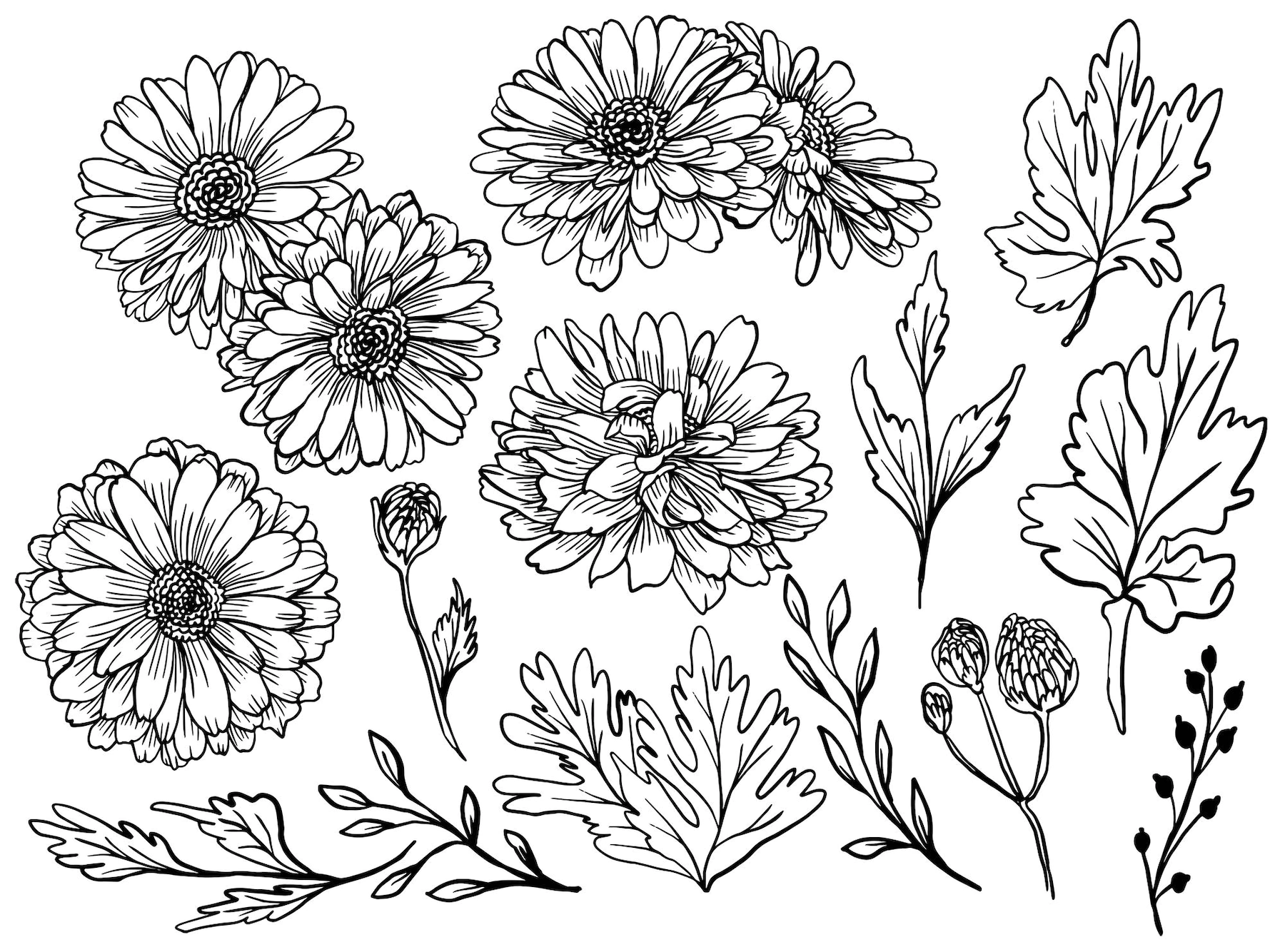 isolated zinnia flower line art drawing with leaves element 41066 2961