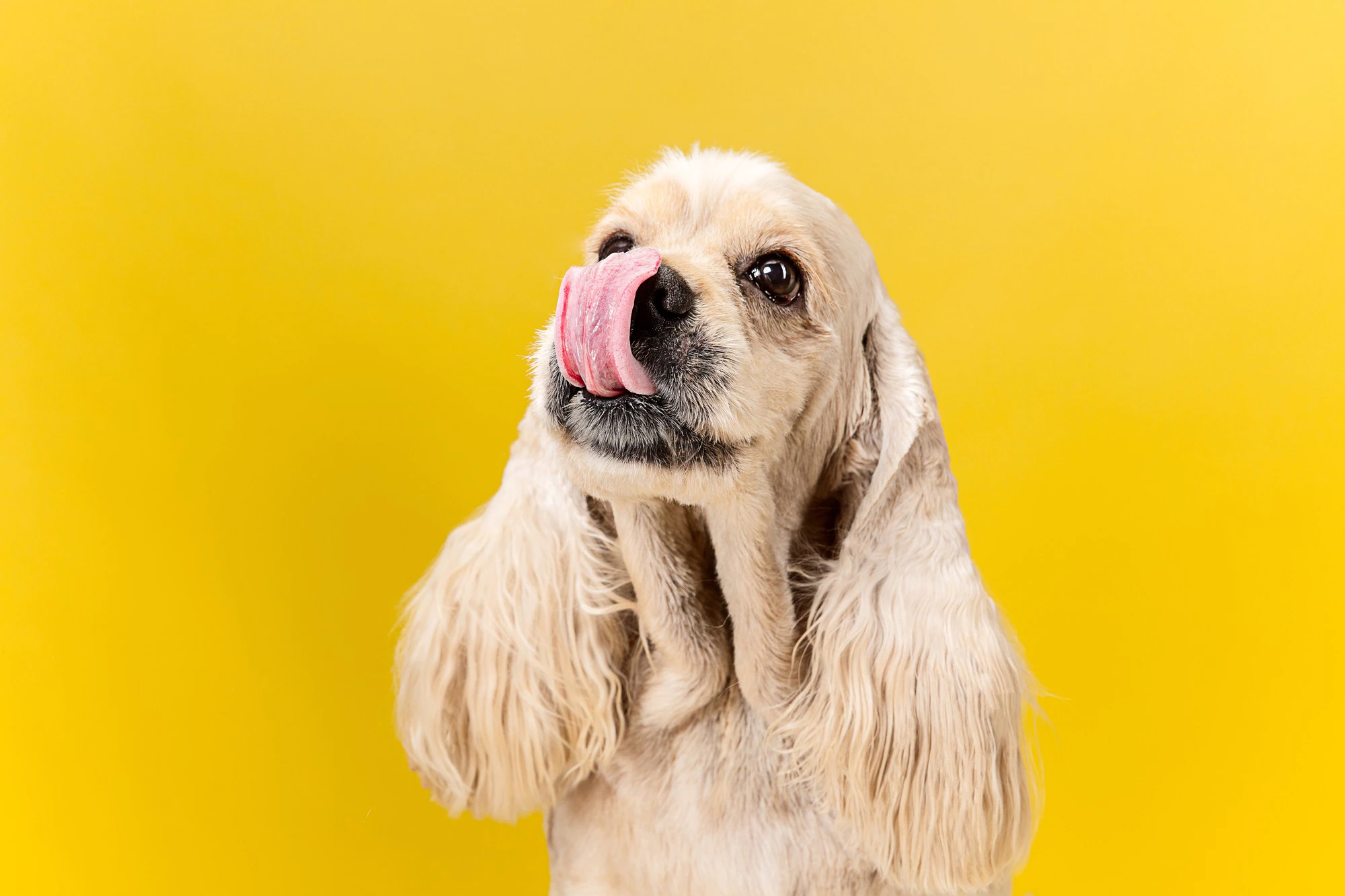 eyes full joy american spaniel puppy cute groomed fluffy doggy pet is sitting isolated yellow background studio photoshot negative space insert your text image 155003 34612