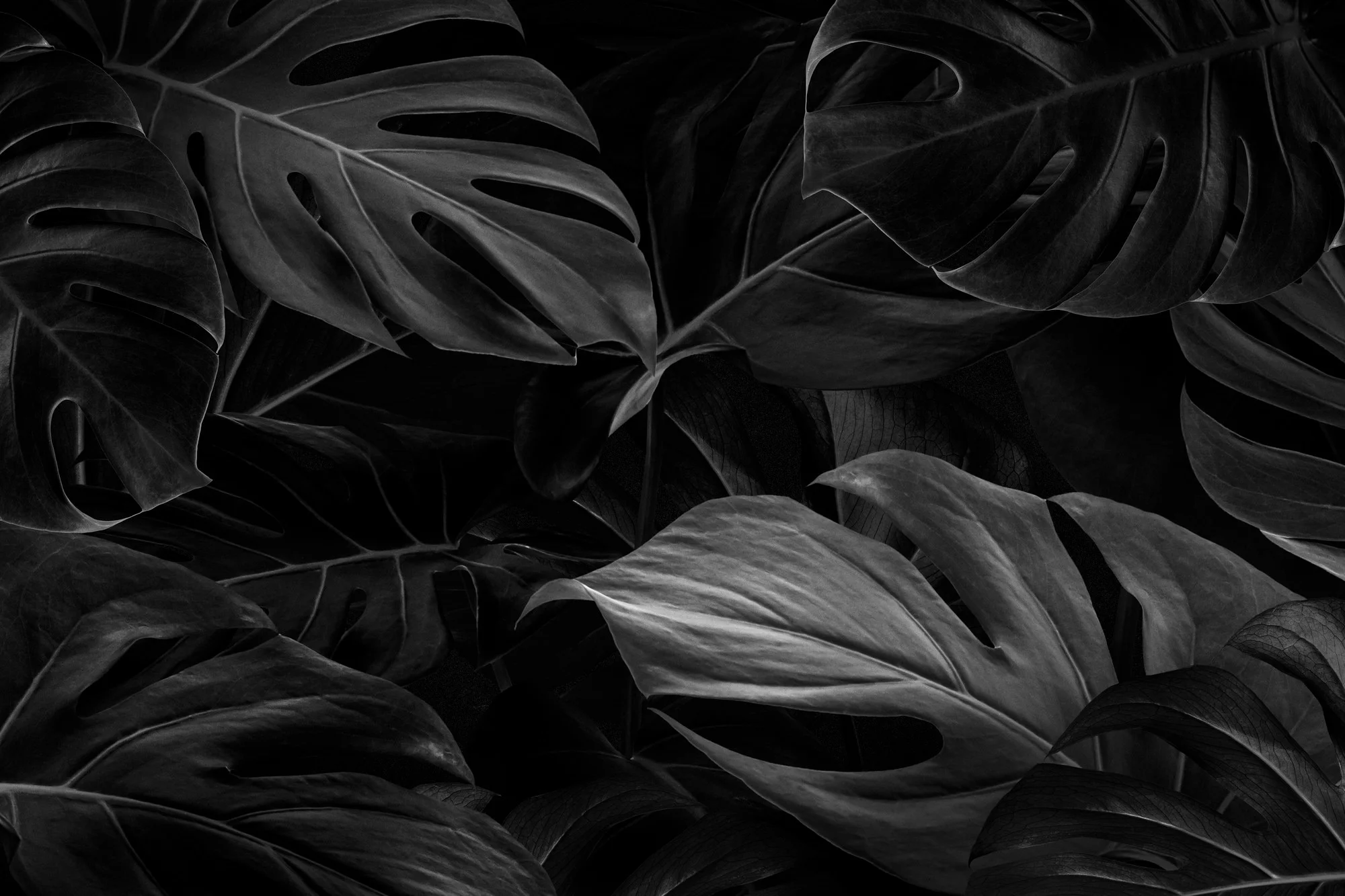 black monstera leaves background wallpaper 53876 102420
